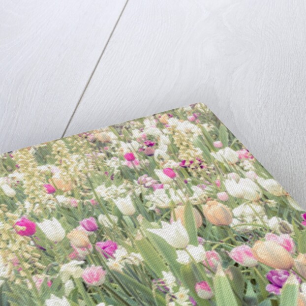 Colorful Tulip flowers by Assaf Frank